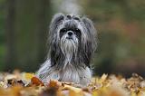 SHIH TZU 210
